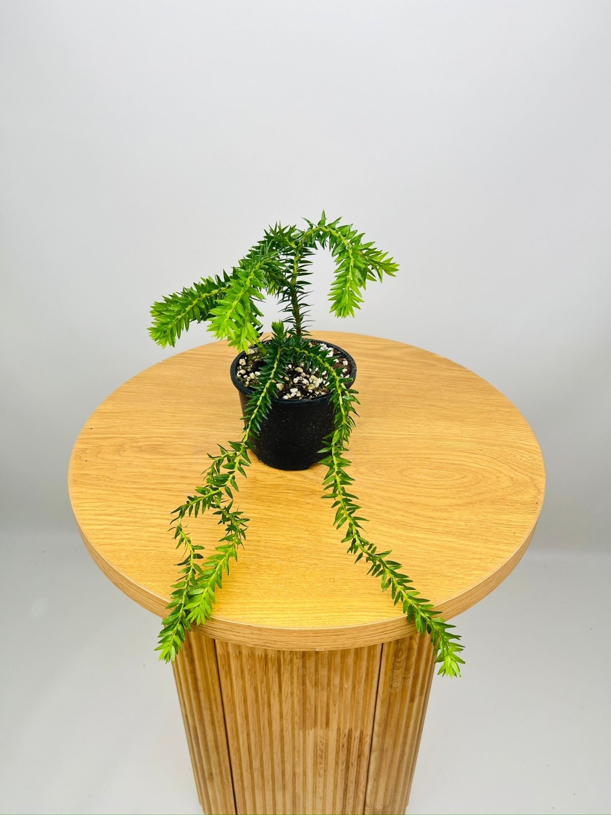 Phlegmariurus Mirabillis Buthan Buthan Tassel Fern | Uprooted