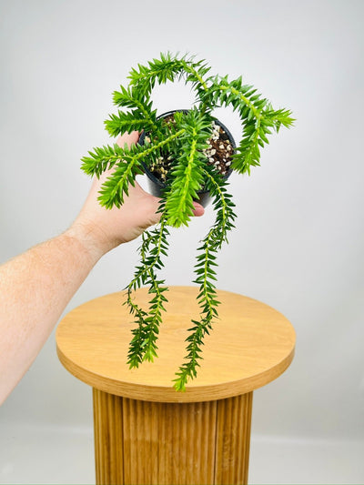 Phlegmariurus Mirabillis Buthan Buthan Tassel Fern | Uprooted