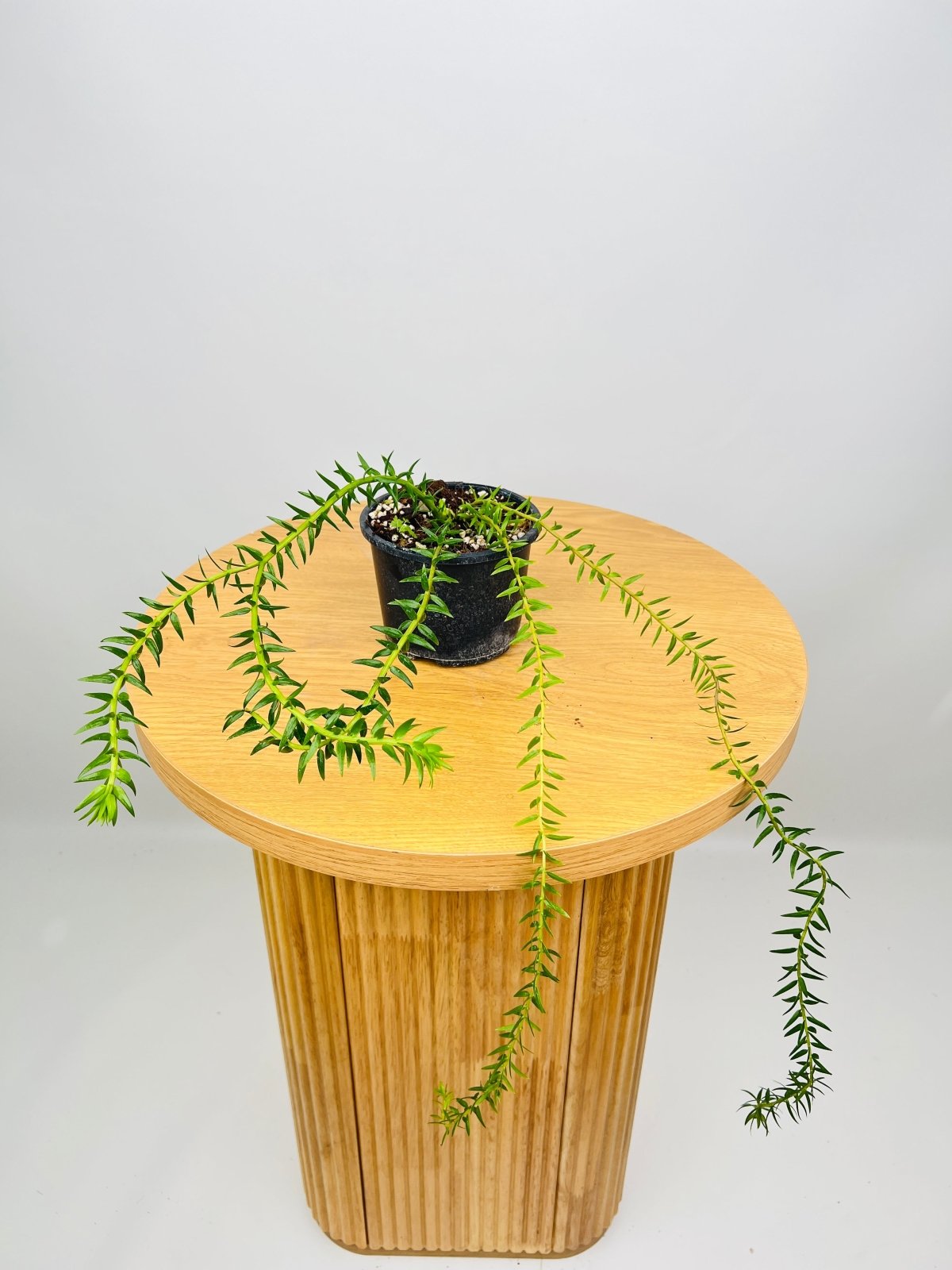 Phlegmariurus Mirabillis Indonesian Coarse Tassel Fern | Uprooted