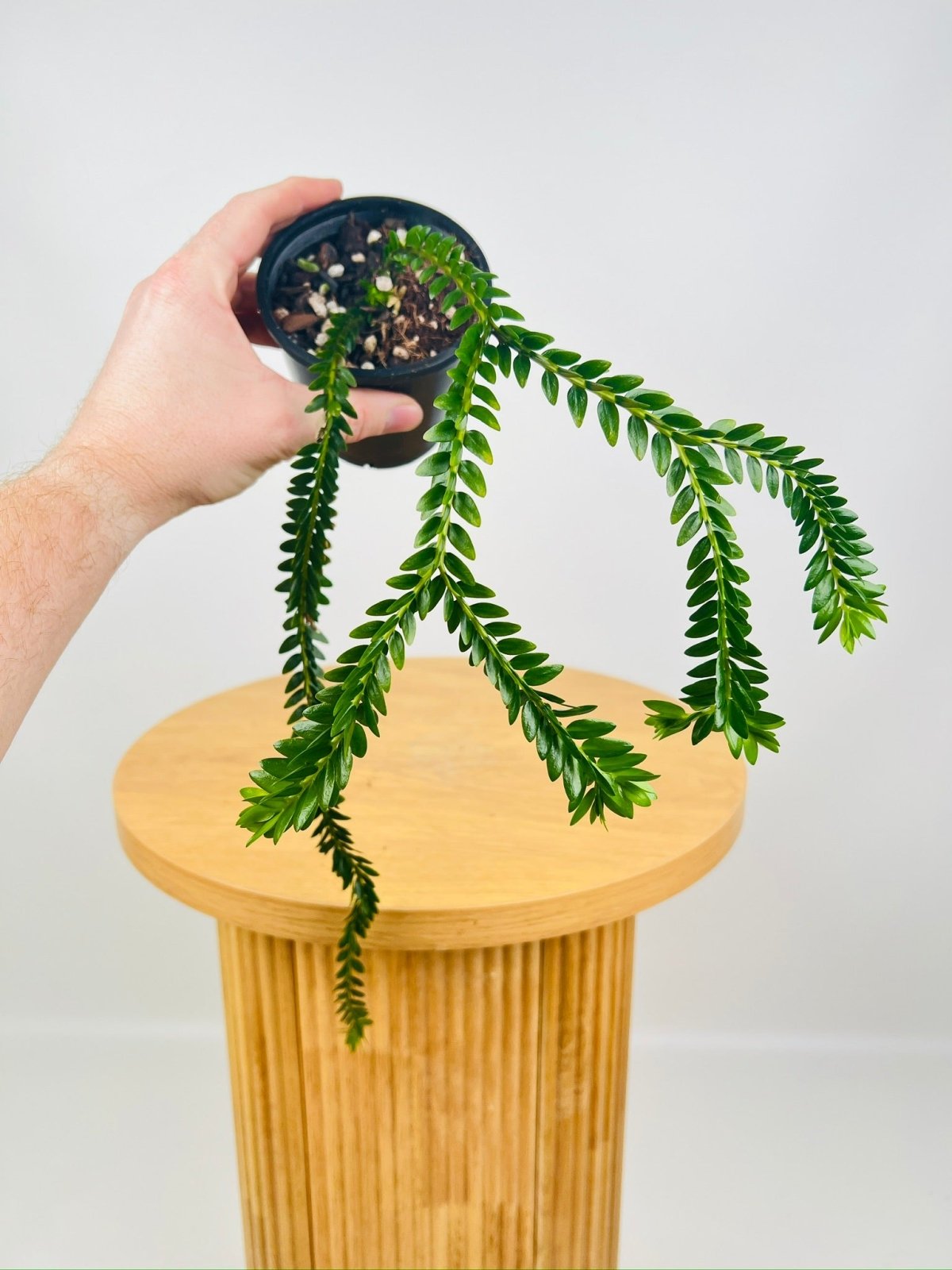 Phlegmariurus Phlegmarioides - Fiji Layered Tassel Fern | Uprooted