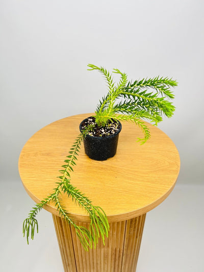 Phlegmarius Carinatus Phillipine Green Form Tassel Fern | Uprooted