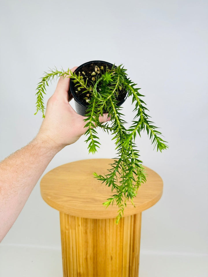 Phlegmarius Carinatus - Phillipine Green Form Tassel Fern | Uprooted