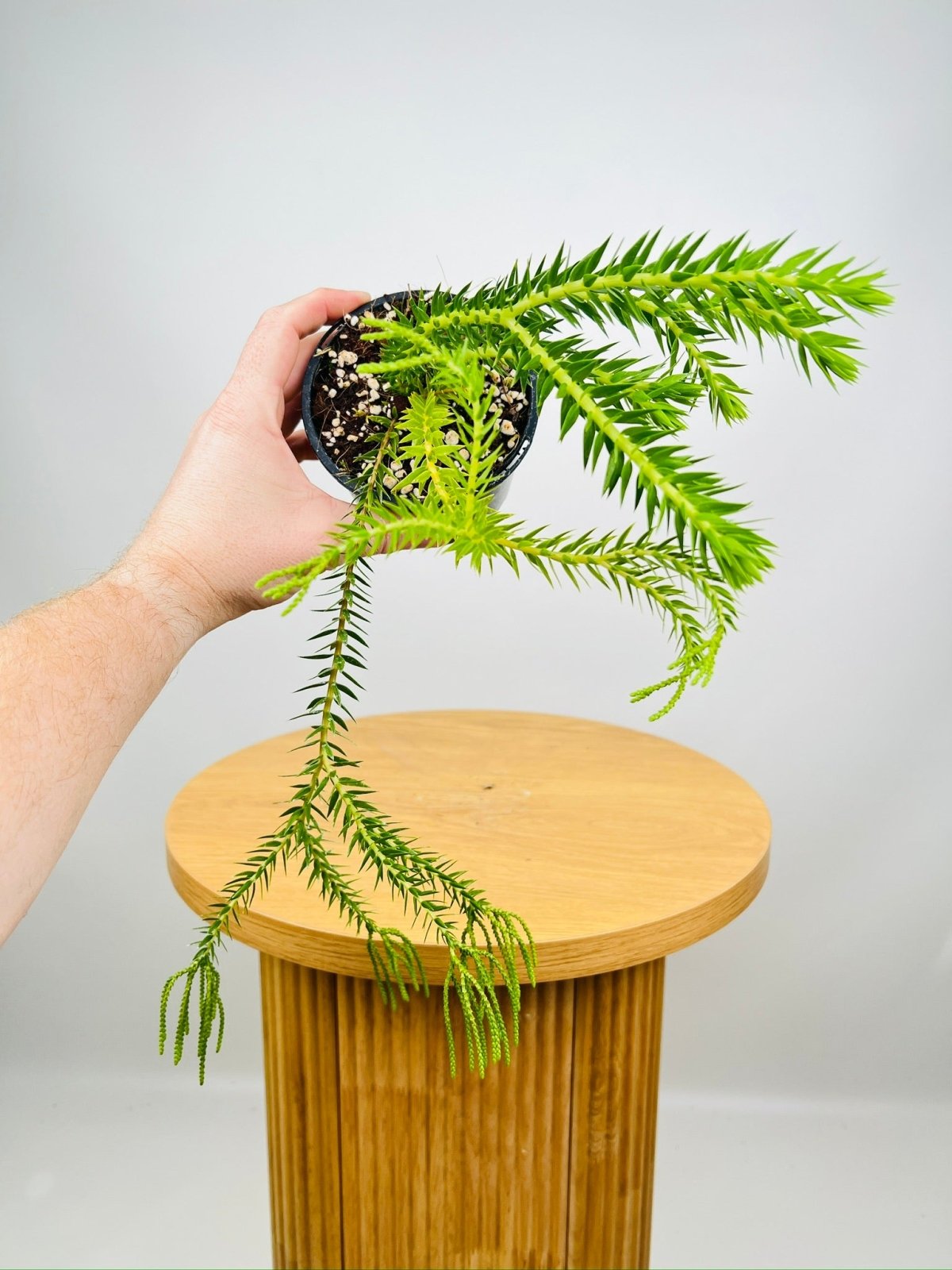 Phlegmarius Carinatus Phillipine Green Form Tassel Fern | Uprooted