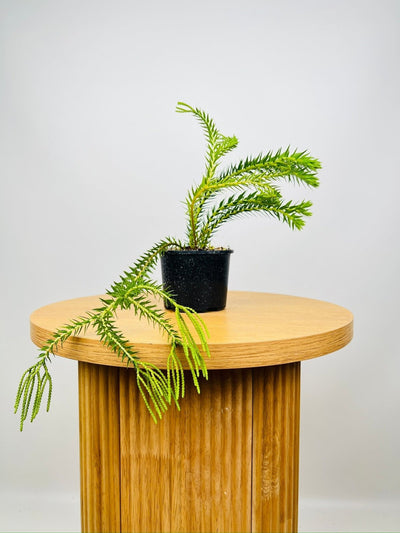 Phlegmarius Carinatus Phillipine Green Form Tassel Fern | Uprooted