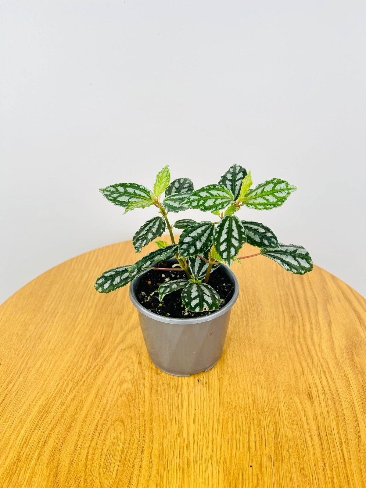 Pilea Cadierei | Uprooted