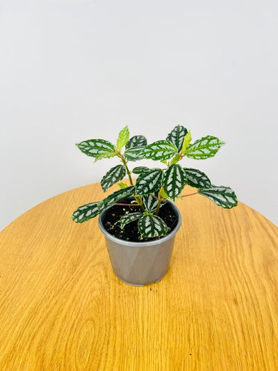Pilea Cadierei | Uprooted