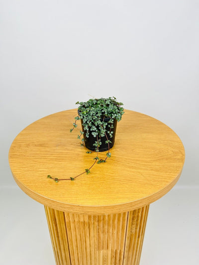 Pilea Glaucophylla - Silver Sprinkles | Uprooted