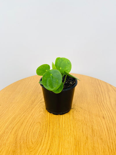 Pilea Peperomioides | Uprooted