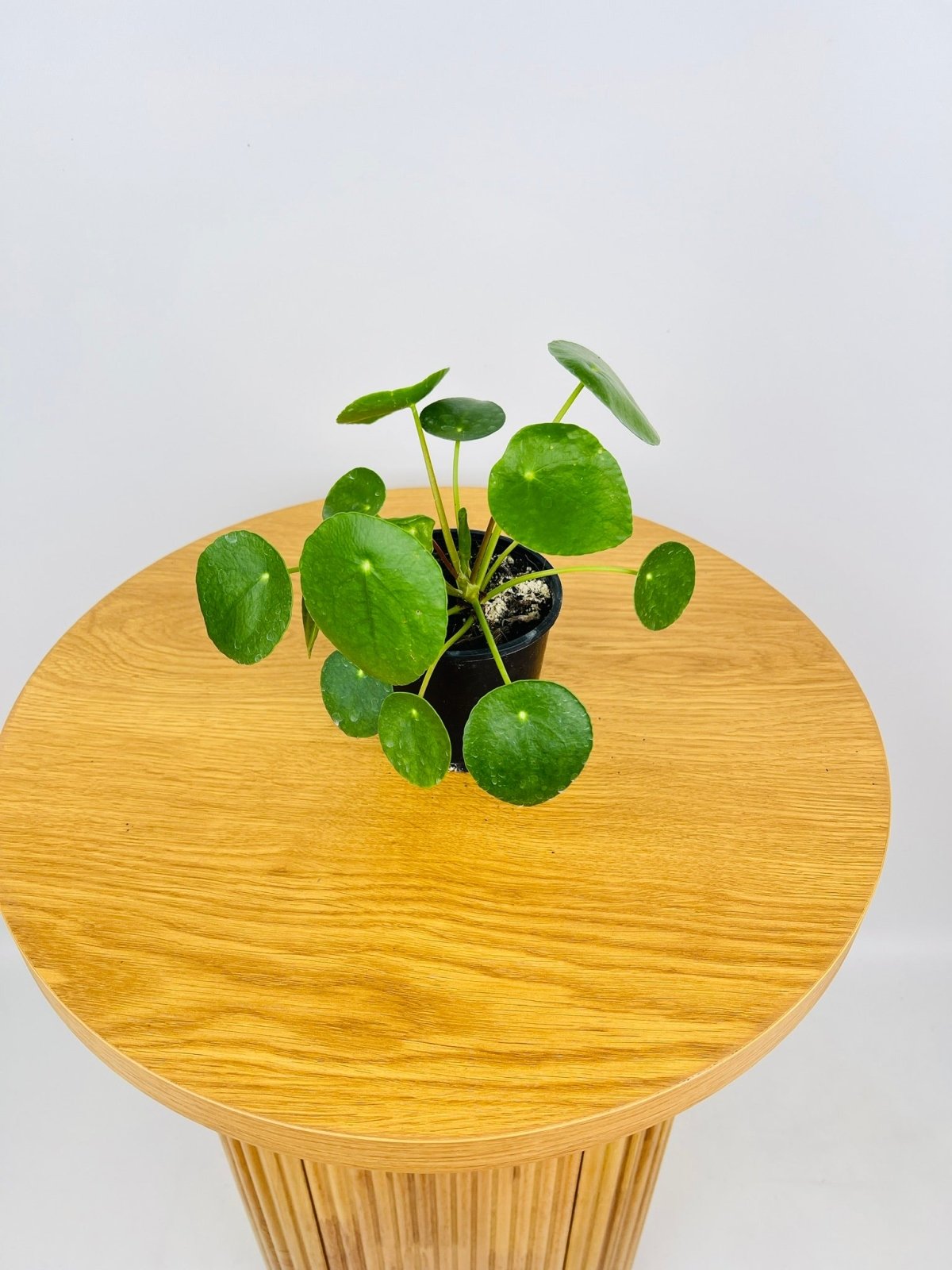 Pilea Peperomioides | Uprooted