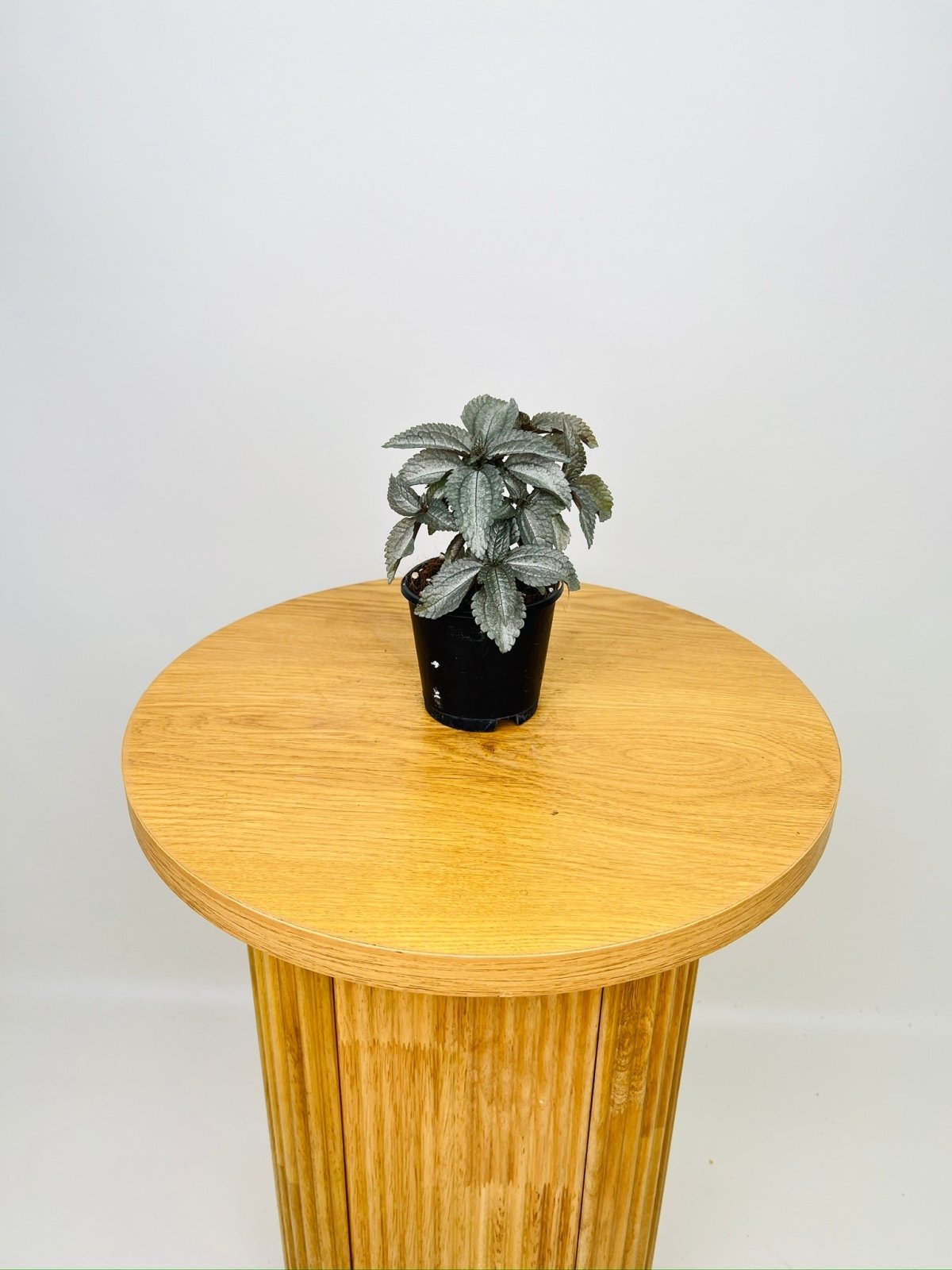 Pilea Pubescens - Silver Cloud | Uprooted