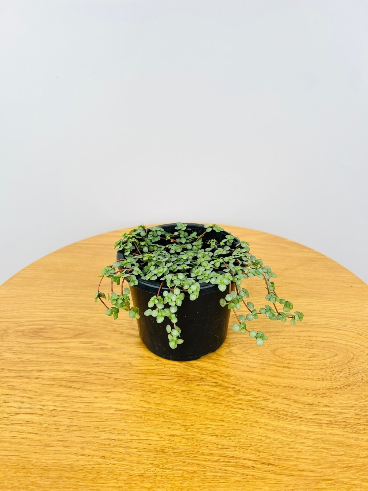 Pilea Silver Sprinkles | Uprooted
