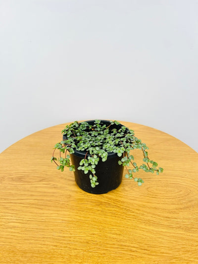 Pilea Silver Sprinkles | Uprooted