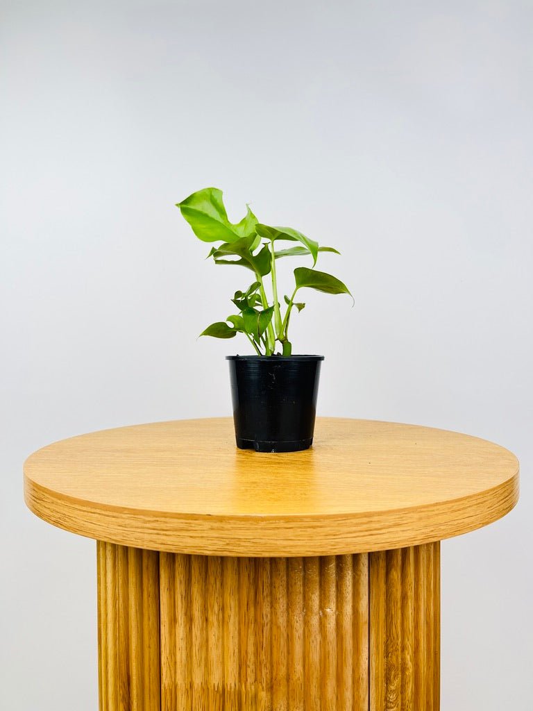Rhaphidophora Tetrasperma | Uprooted
