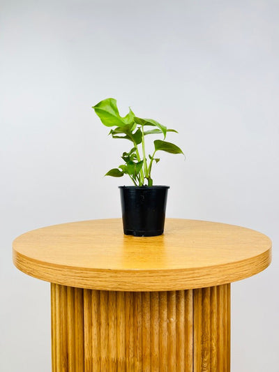 Rhaphidophora Tetrasperma | Uprooted