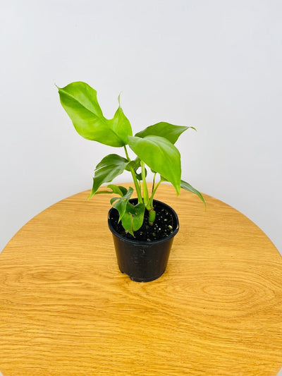 Rhaphidophora Tetrasperma | Uprooted