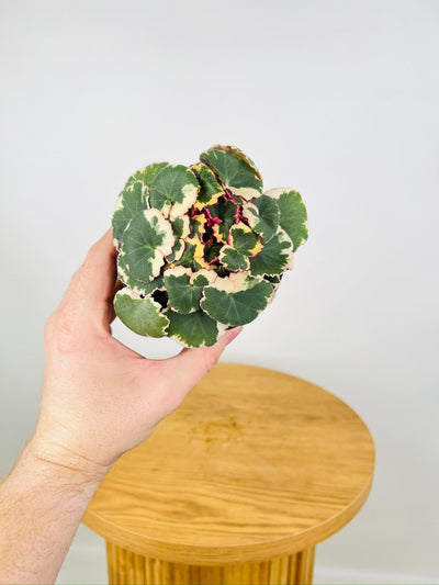 Saxifraga Stolonifera Variegata | Uprooted