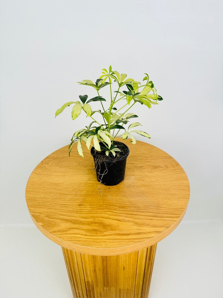 schefflera arboricola madame de smet Schefflera Arboricola - Madame De Smet | Uprooted