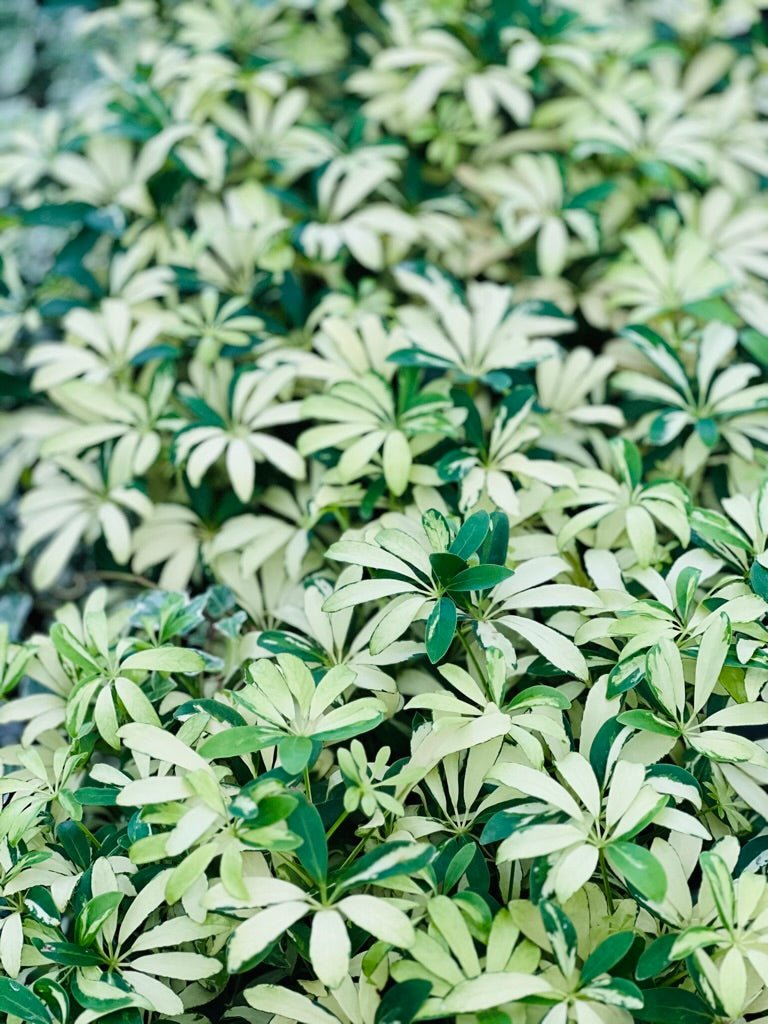 schefflera arboricola madame de smet Schefflera Arboricola - Madame De Smet | Uprooted