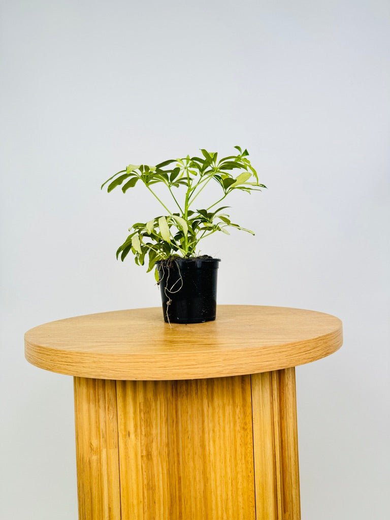 Schefflera Arboricola - Madame De Smet | Uprooted