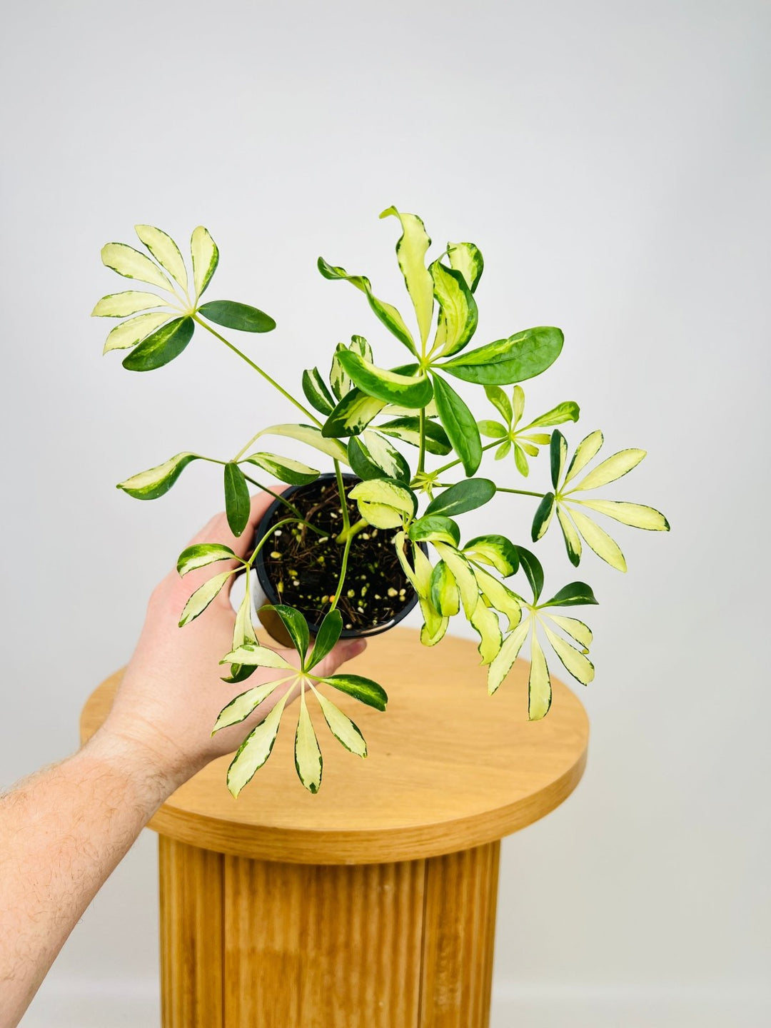 schefflera arboricola australia Schefflera Arboricola Variegata | Uprooted