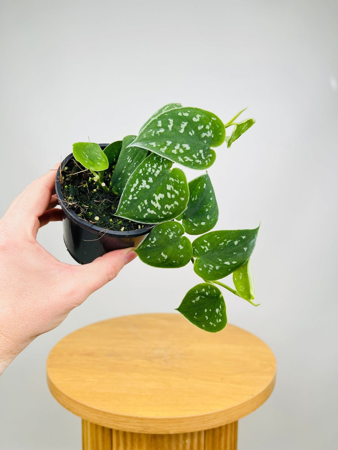 philodendron argyraeus Scindapsus Pictus Argyraeus | Uprooted