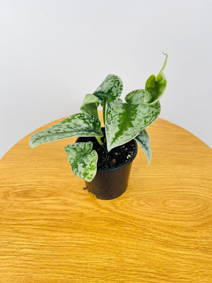 Scindapsus Pictus - Dappled Dude | Uprooted