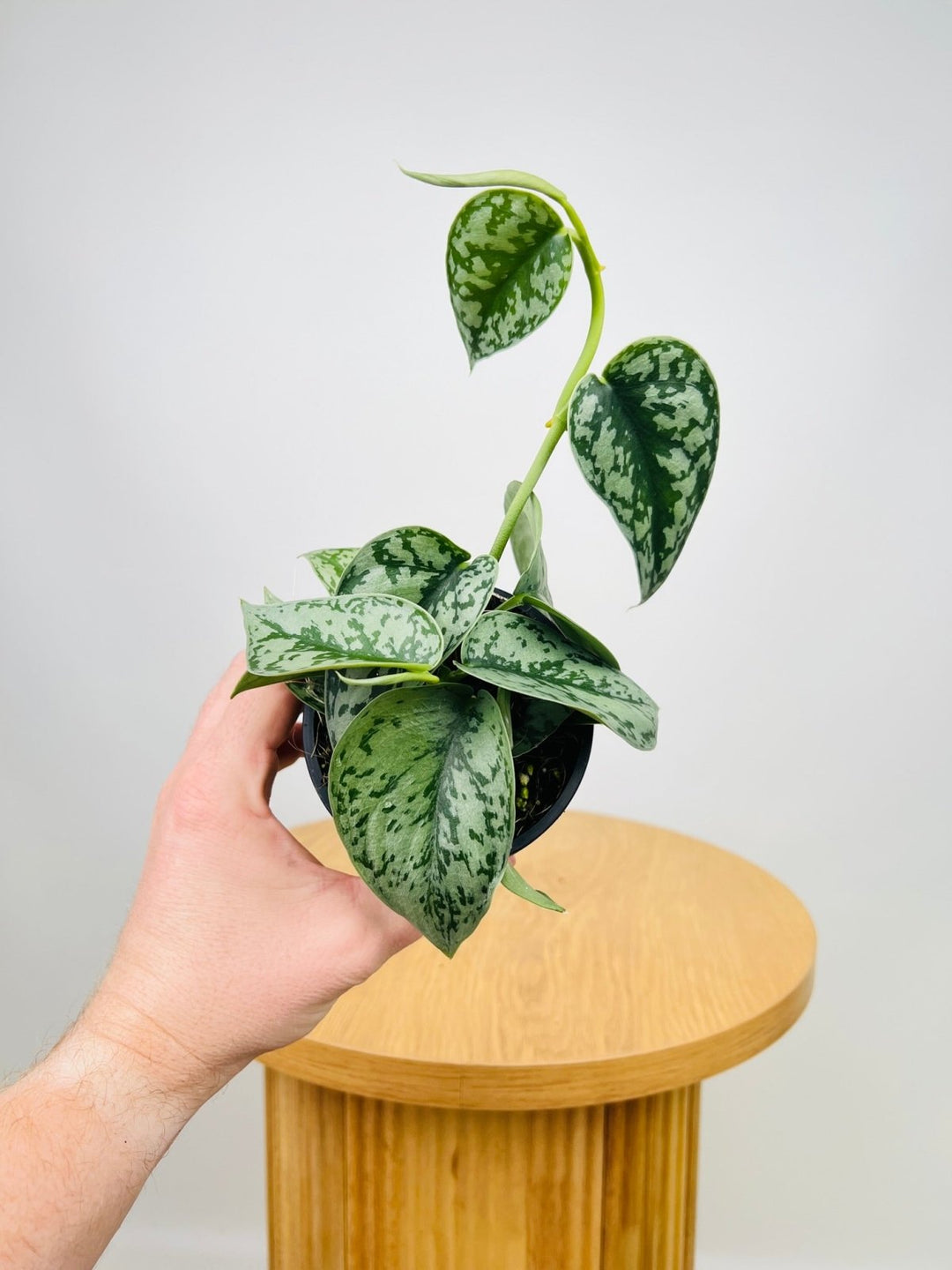 silver lady pothos for sale Scindapsus Pictus Silver Lady | Uprooted