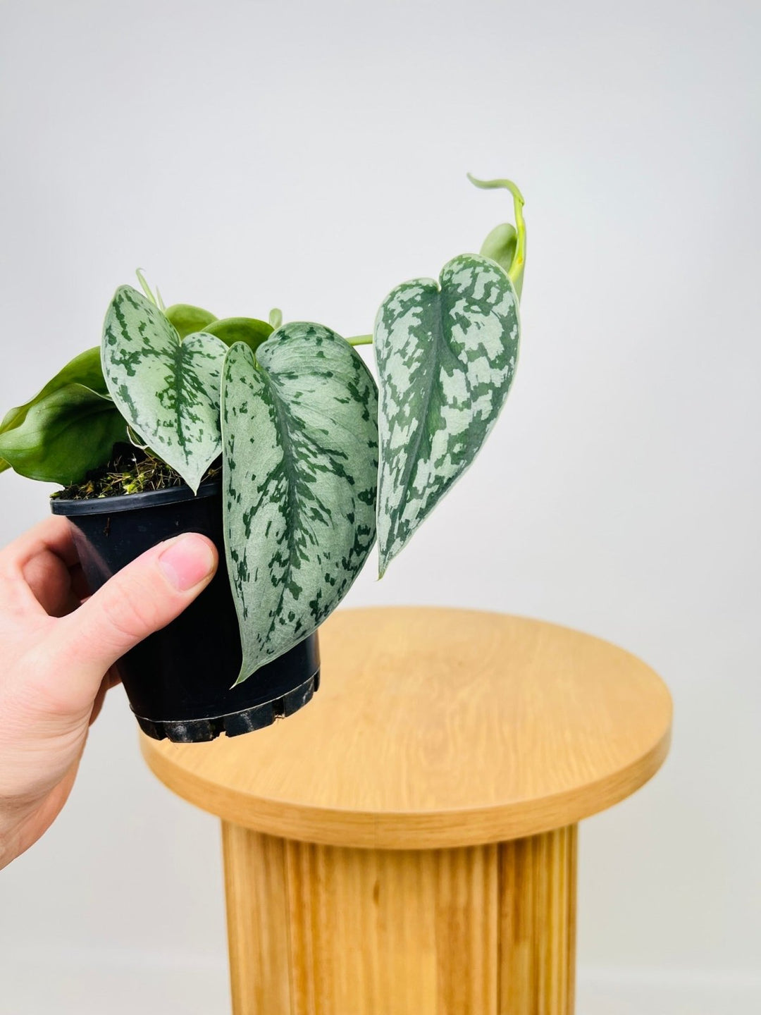 silver lady pothos for sale Scindapsus Pictus Silver Lady | Uprooted