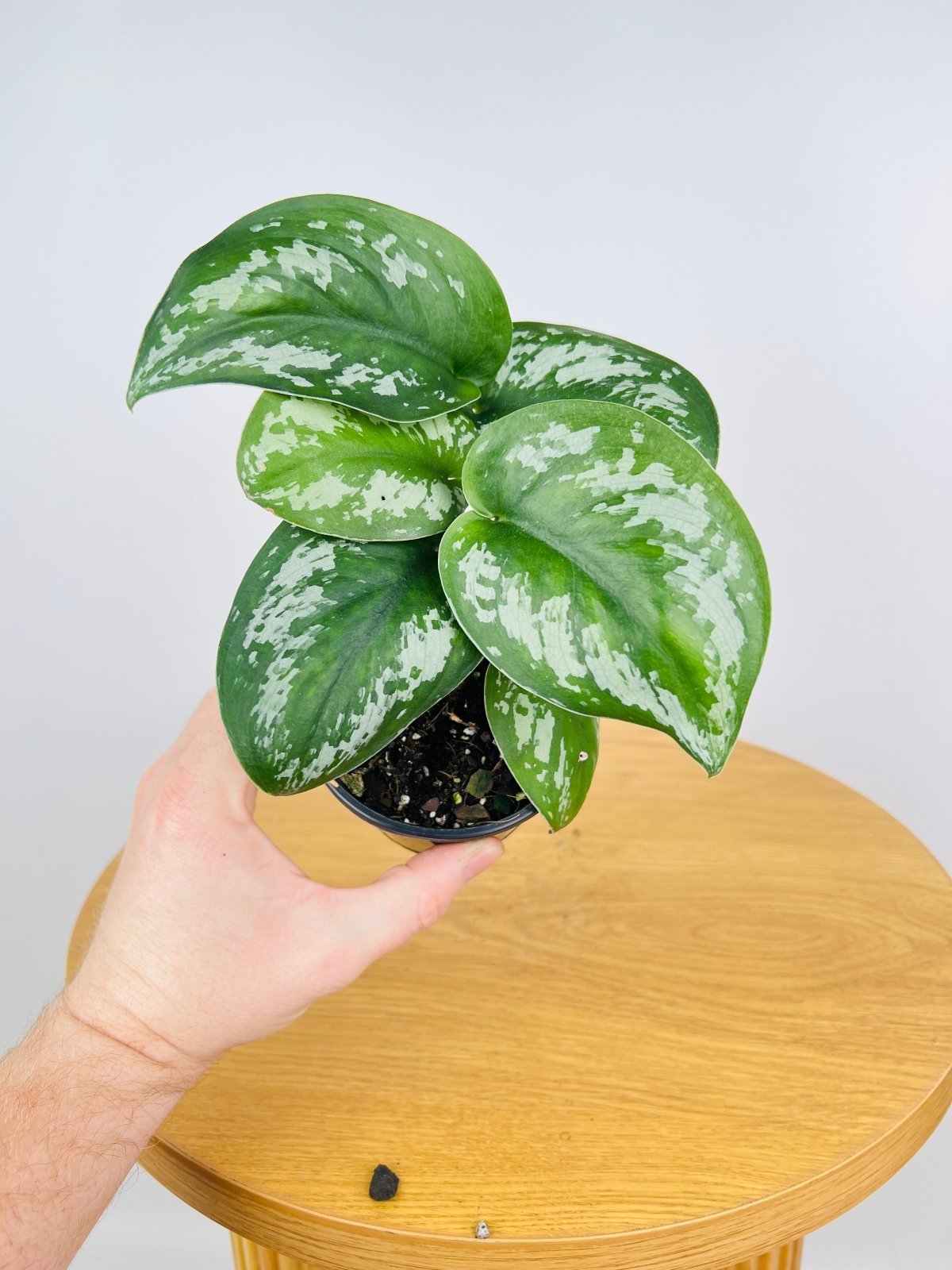Scindapsus Scindapsus Pictus Silver Princess | Uprooted | Buy Plants Online Australia