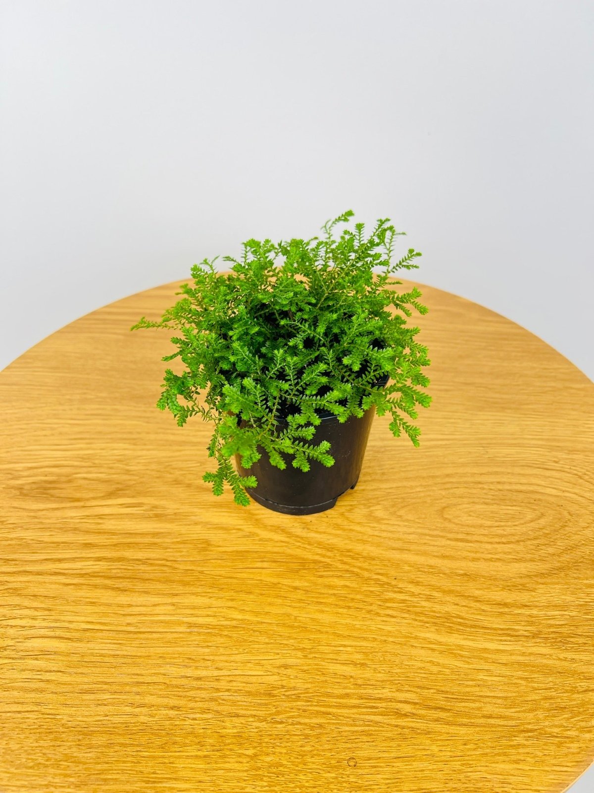 Selaginella Club Moss - Green | Uprooted