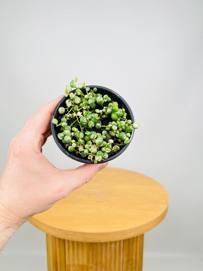 Senecio Rowleyanus - String of Pearls - Variegated | Uprooted