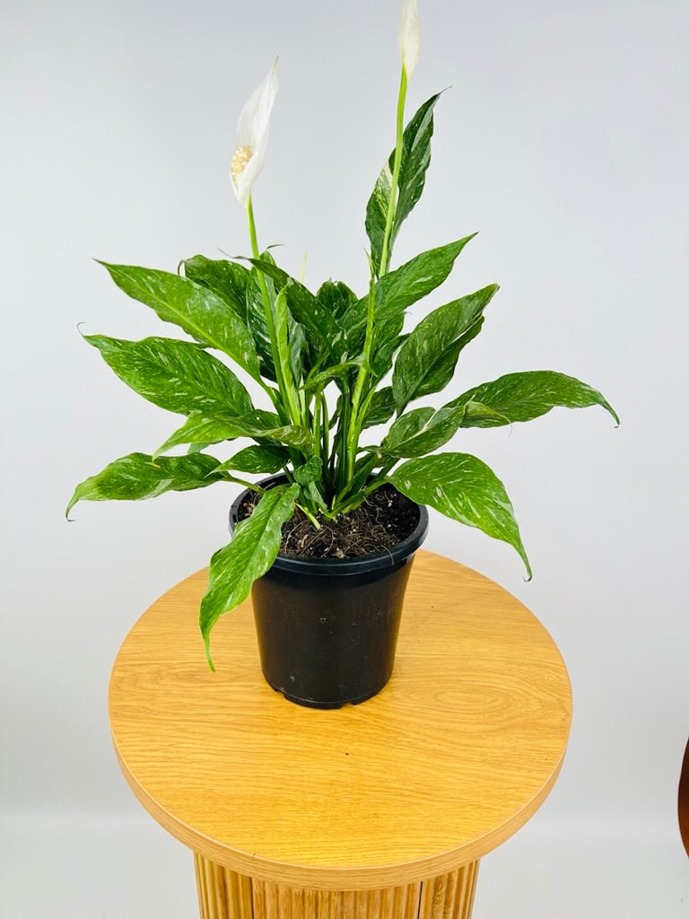 Spathiphyllum Domino - Maxi | Uprooted