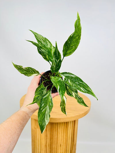 Spathiphyllum Domino | Uprooted