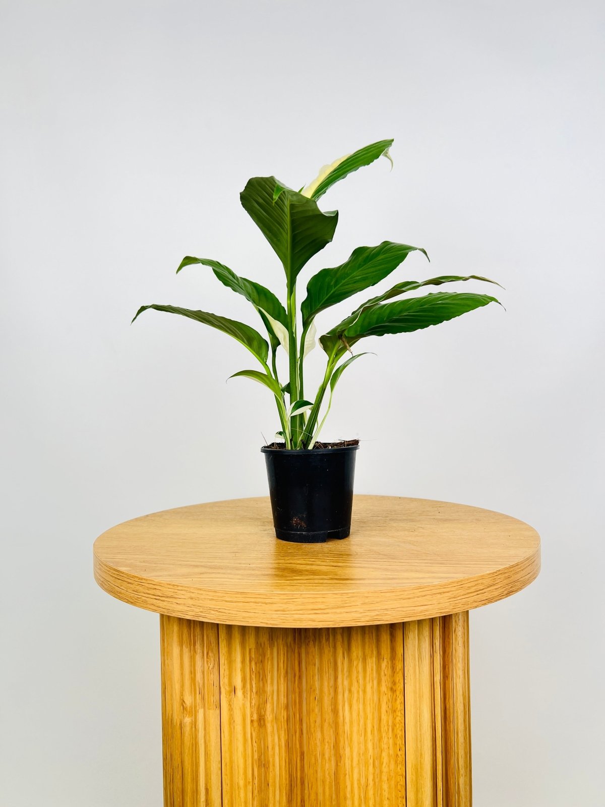 Spathiphyllum Picasso Random Selection Uprooted Buy Plants Online