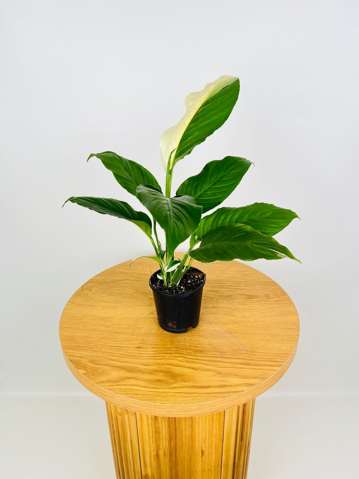 Spathiphyllum Picasso - Random Selection | Uprooted
