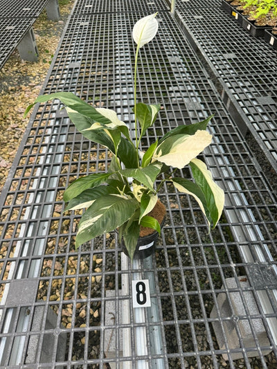 Spathiphyllum Picasso | Uprooted