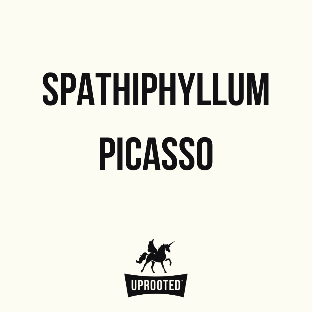 Spathiphyllum Picasso | Uprooted