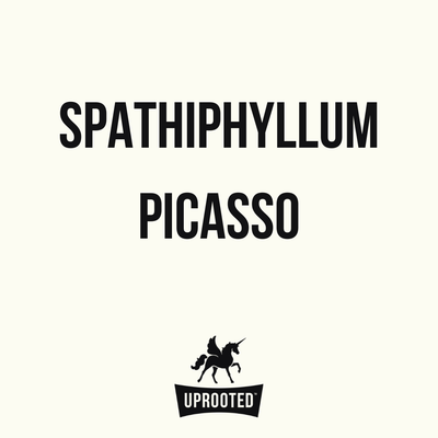 Spathiphyllum Picasso | Uprooted