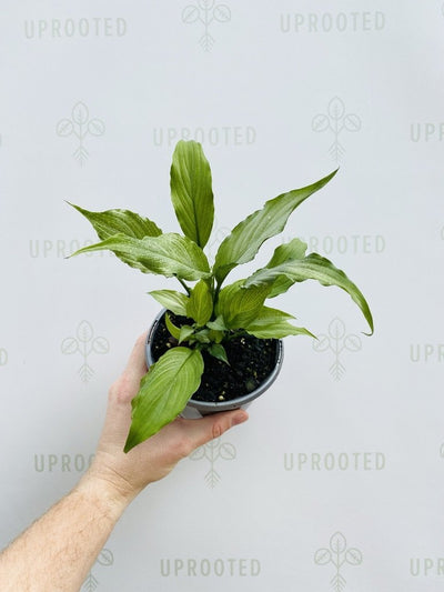 Spathiphyllum Platinum Mist | Uprooted