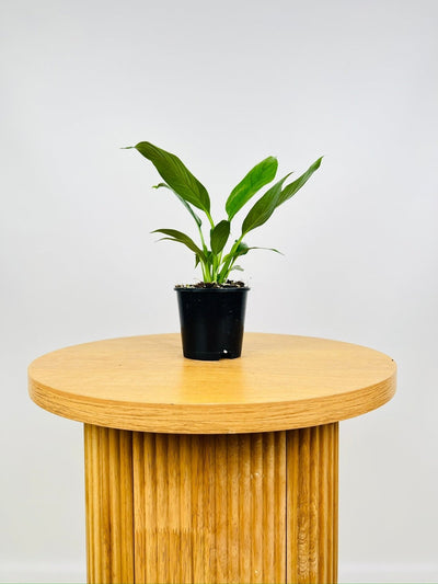 Spathiphyllum Power Petite | Uprooted