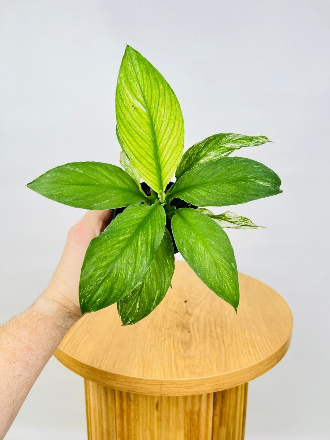 peace lily varieties australia Spathiphyllum Sensation Variegated | Uprooted