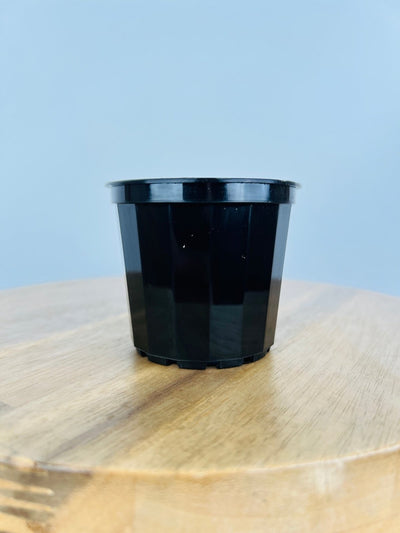 Squat Pot 70mm - Black - 10 Pack | Uprooted