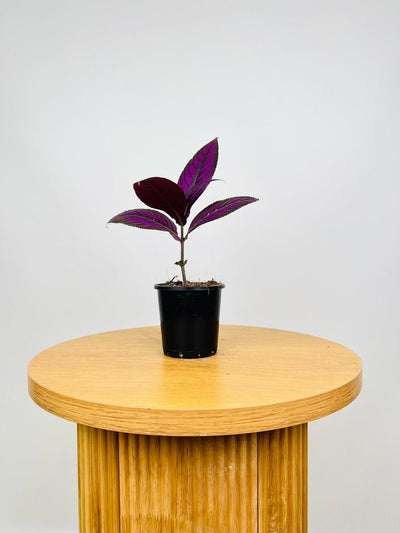 Strobilanthes Dyeriana | Uprooted