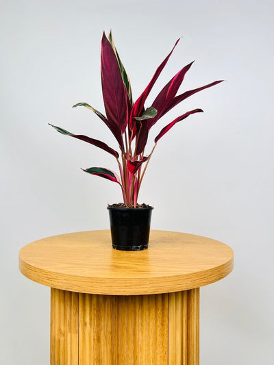 Stromanthe Sanguinea Tricolour | Uprooted