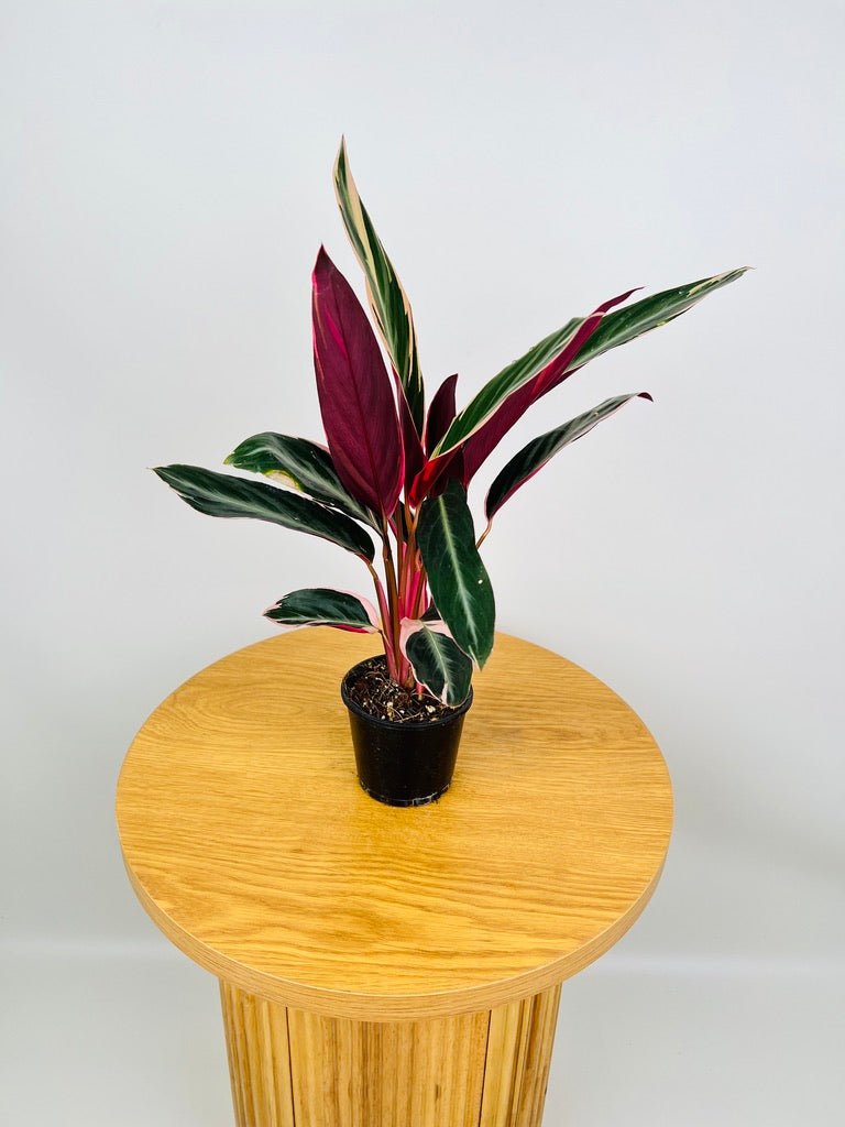 Stromanthe Sanguinea Tricolour | Uprooted