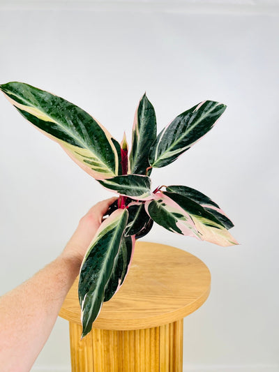 Stromanthe Sanguinea Tricolour | Uprooted