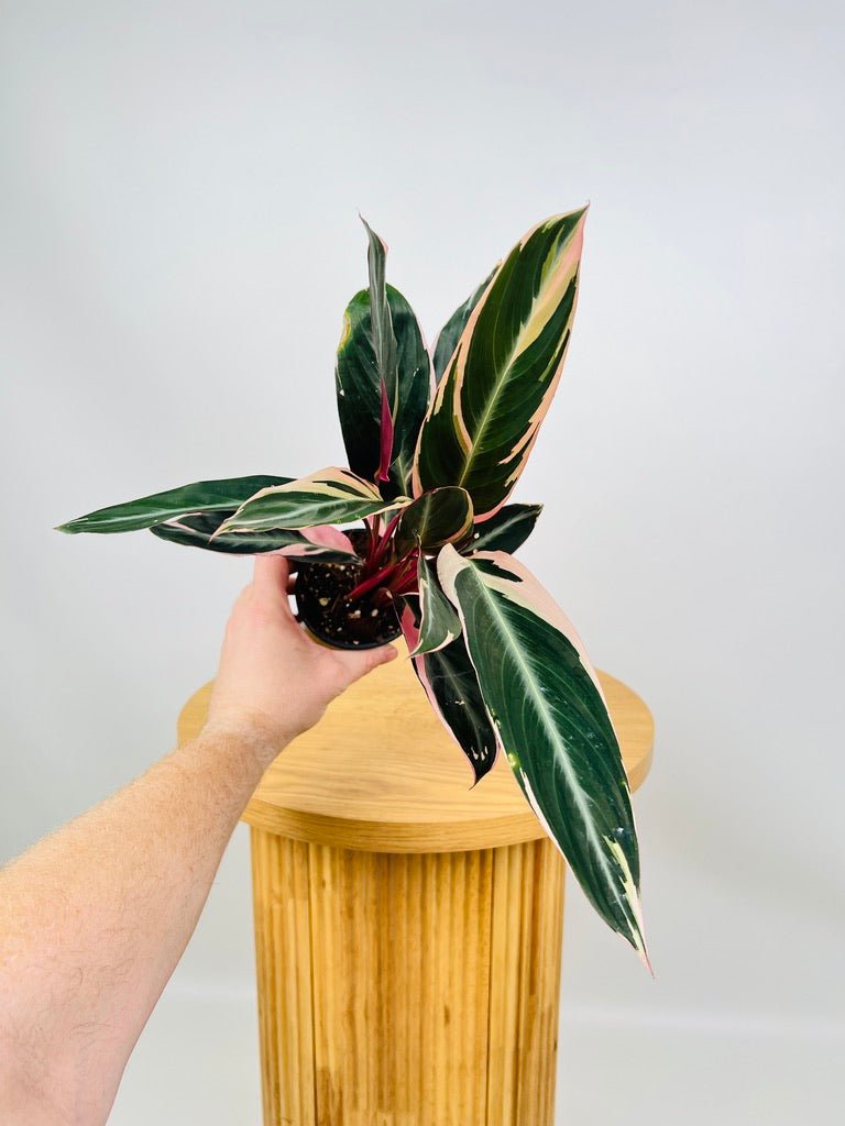 Stromanthe Sanguinea Tricolour | Uprooted