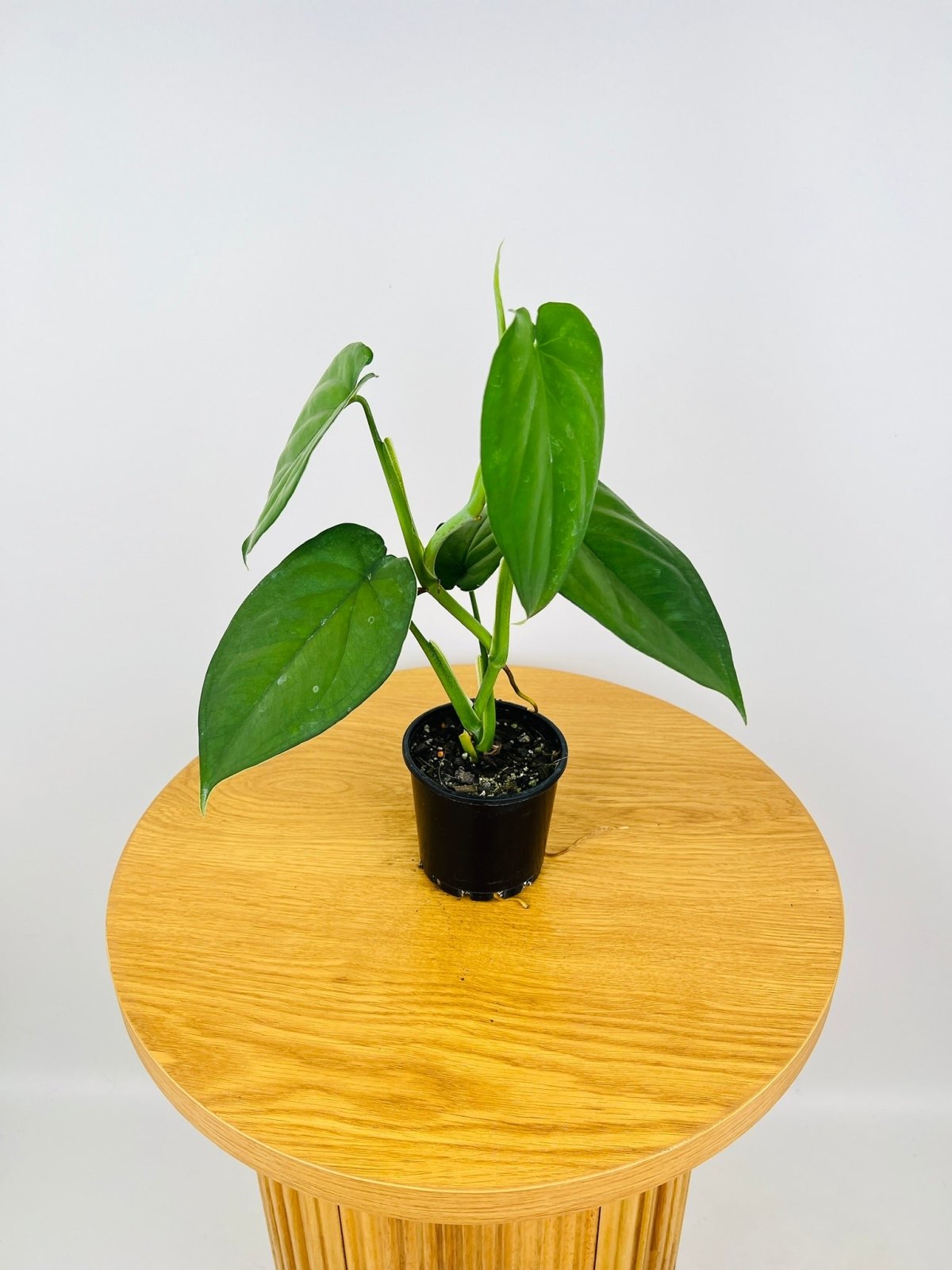 Syngonium Chiapense | Uprooted