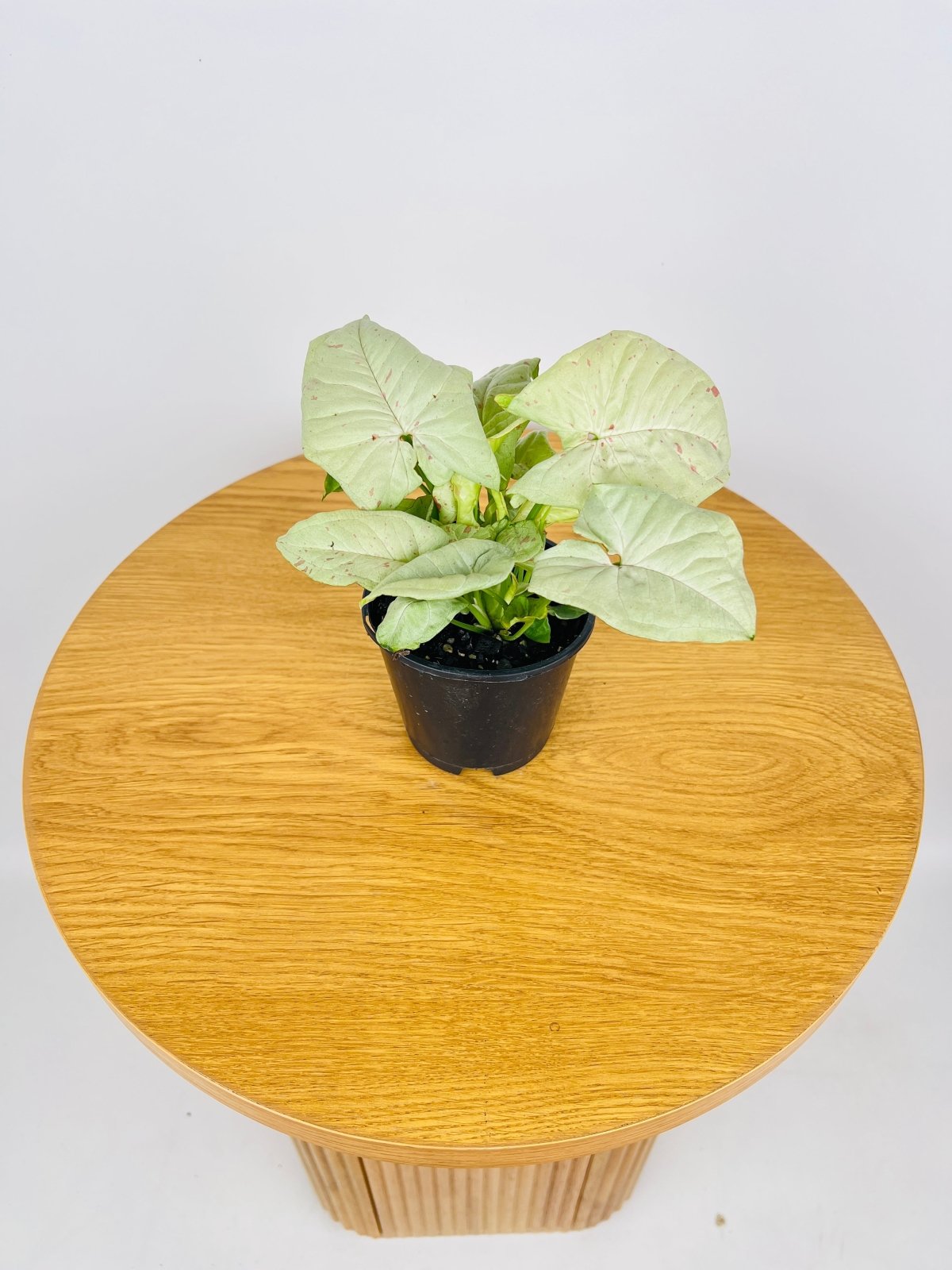 Syngonium Milk Confetti | Uprooted