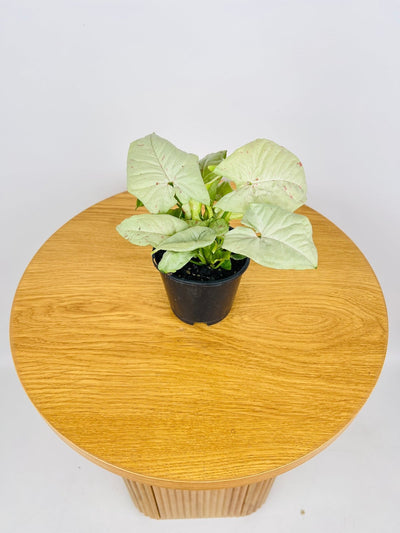 Syngonium Milk Confetti | Uprooted